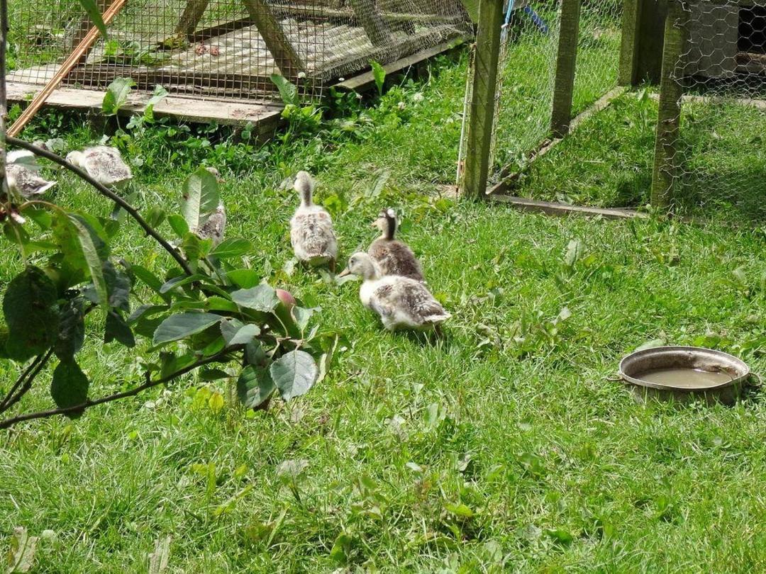 Badger Cottage Mawgan 외부 사진